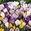 150 giant crocus onions