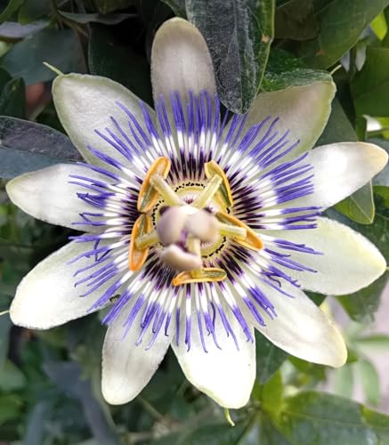 Generisch Passiflora Purple Haze Kletterpflanze Violett 40-60cm