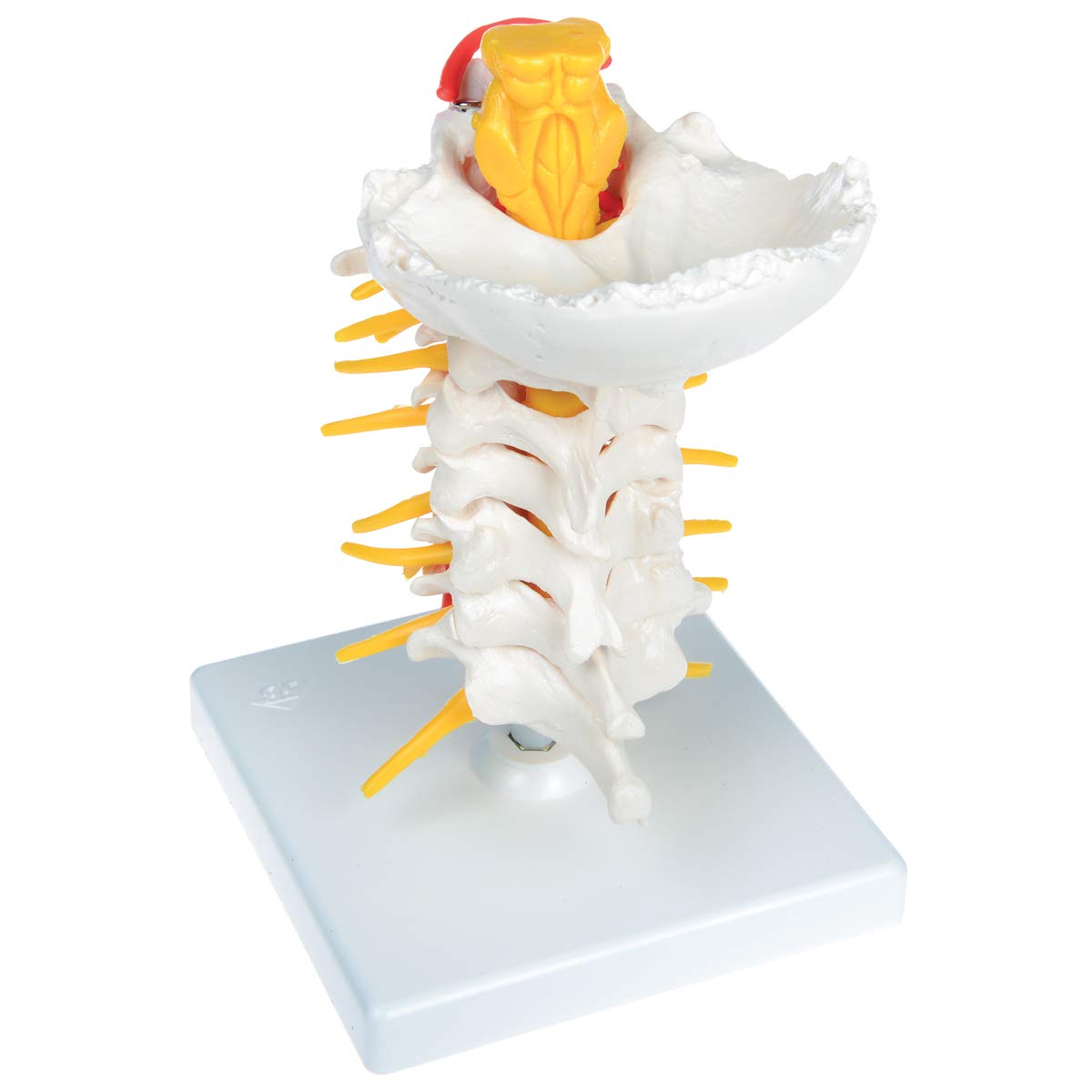 3B Scientific A72 Colonna Vertebrale Cervicale + software gratuito di anatomia - 3B Smart Anatomy