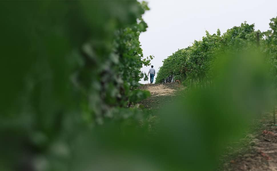 Miniatura 7 de Globerati, Vino Rosado, Botella de 25.4 fl oz