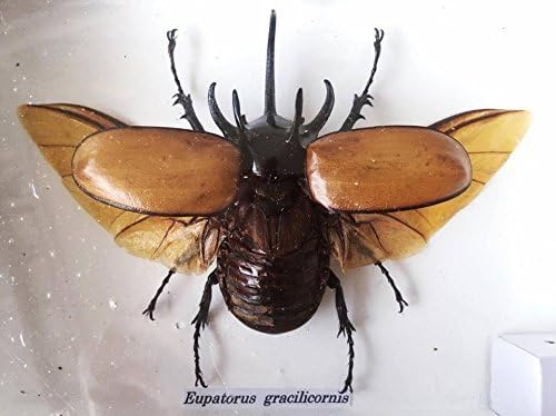 Real Exotic Eupatorus Gracilicornis Rhinoceros Beetle - Taxidermy Insect Collection Framed in a Wooden Box - Opened Wings