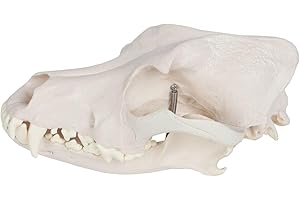 Medical Anatomical Canine (Dog) Skull Model, Life Size