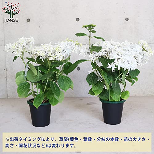 Amazon.co.jp: ITANSE: アジサイ・ハイドランジア