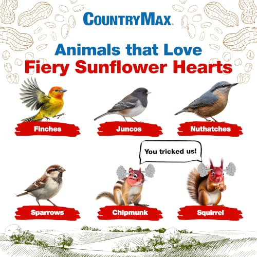 Image of CountryMax Backyard Seeds 20LB Fiery Sunflower Hearts for Birds | No Shell, No Mess, Made with Red Pepper to Discourage Squirrels, High Energy Wild Bird Food for Feeders, USA Sourced