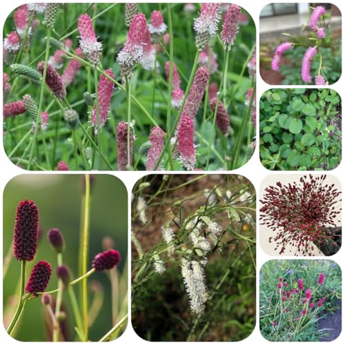 semi di olmaria, giardino vecchie varietà giardino roccioso resistenti esterno semi luoghi soleggiati resistenti in vaso erbacee 200pcs