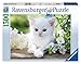 Ravensburger - Gatito Blanco, Puzzle de 1500 Piezas (16243 7)