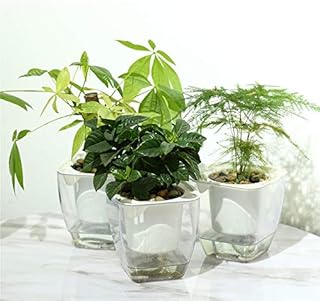 Self Watering Planter , FENGZHITAO African Violet Pots, Clear Plastic Automatic-Watering Planter Flower Pot Square Plant Pot for All House Plants, Succulents, Herb, African Violets (3 Packs Small)