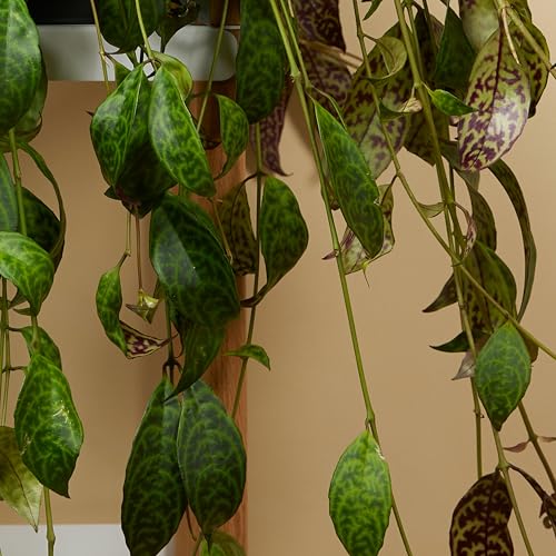 Plante d'intérieur Bloomique pour purifier l'air sans risque animaux - 4