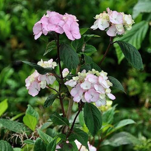 Hortensia 'Preziosa' – Hydrangea serrata 'Preziosa' 25-30 cm pot | Hortensia serrata, floraison rose vif, idéal massif & jardin ombragé