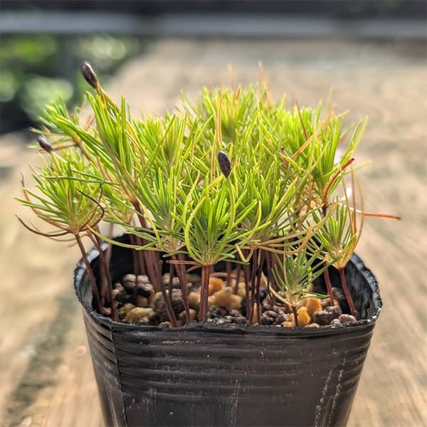 赤蝦夷松　素材実生　寄せ植え用　恋太郎様用 赤蝦夷松 素材実生 寄せ植え用 恋太郎様用 - メルカリ