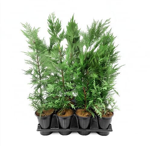 Leyland Cypress | 1 Quart Size Plant | Cupressocyparis leylandii | Fast Growing Privacy Trees Evergreen Landscape Plants Drought Tolerant Low Maintenance Windbreak Hardy
