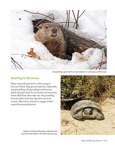 National Wildlife Federation(R): Attracting Birds, Butterflies, and Other Backyard Wildlife, Expanded Second Edition (Creative Homeowner) 17 Projects & Step-by-Step Instructions to Give Back to Nature - Image 8