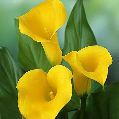 Invalid Data Balcony Potted Bonsai Suitable Patio Plant, Aethiopica Flower Yellow Calla Lily Seeds - 100 Pieces