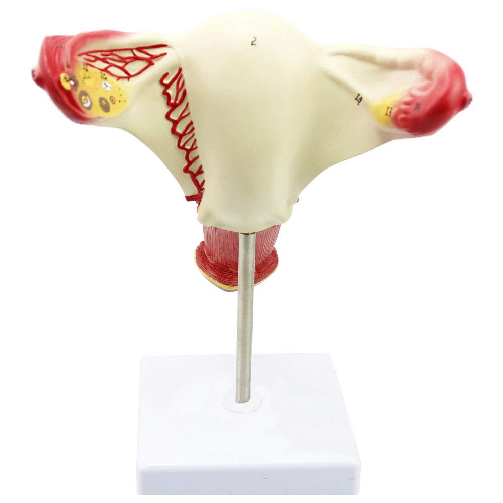 Ovarial-Eileiter-Modell, verwendet for die Uterus-medizinische Lehre