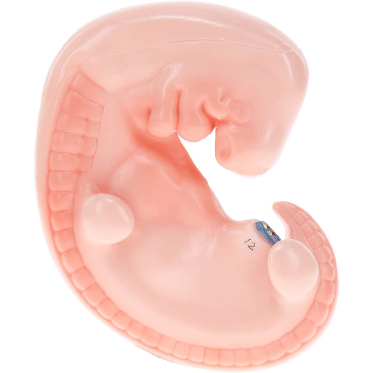 Axis Scientific Enlarged 1 Month Old Human Fetus Anatomy Model