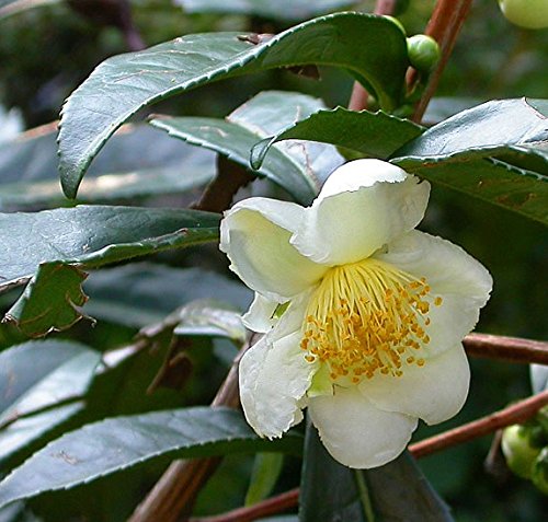 Amazon.com : Spectacular Flowering Green Tea- Camelia Sinensis