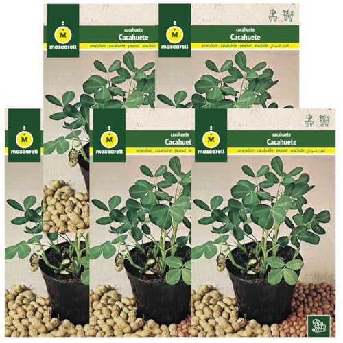Pack de 5 Sobres de Semillas de Cacahuetes para Cultivar Frutos Secos