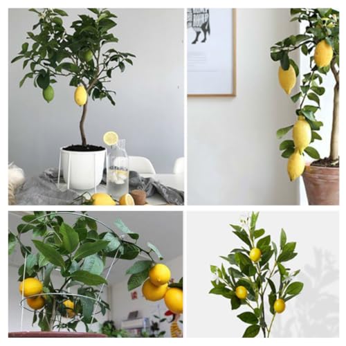 Ready to Bear Fruit Meyer Lemon Tree Bush Live Plant, 12 to 18 Inches Tall, Live High Yield Dwarf Meyer Lemon Tree, Indoor Outdoor Citrus, Very Fragrant Ready to Bear Fruit Meyer Lemon Tree Bush Live Plant, 12 to 18 Inches Tall, Live High Yield Dwarf Meyer Lemon Tree, Indoor Outdoor Citrus, Very Fragrant