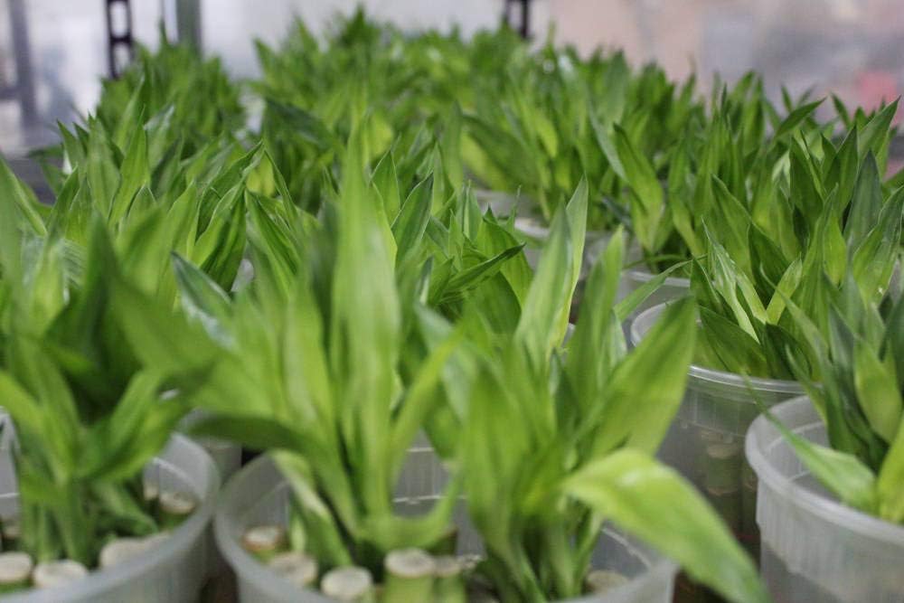 Lucky Bamboo Stalks with Shoots, 18"