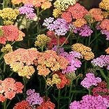 1000+ Yarrow Seeds for Planting - Perennial, Flat-Topped Flower Clusters, Drought-Tolerant, Ideal for Flower Beds, Pollinator Gardens & Meadow Landscaping, Attracts Pollinators