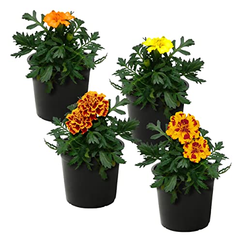 Live Flowering Marigold - Assorted Colors (4 Per Pack) Beautiful Spring Color 8 Tall by 4 Wide in 1 Pt Pot