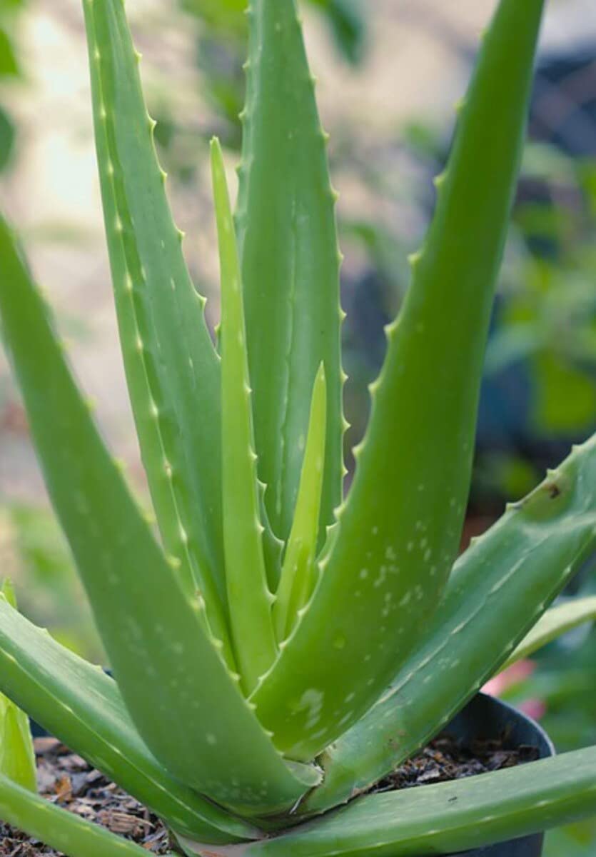 See full amazon price history chart for Corofitam_Aloe Vera PlantGREEN LEAVES ALOVERA PLANTGREEN LEAVES ALOVERA PLANT Corofitam_Aloe Vera PlantGREEN LEAVES ALOVERA PLANTGREEN LEAVES ALOVERA PLANT (B0B3XK6GN2) Amazon Price History, Amazon Price Tracker