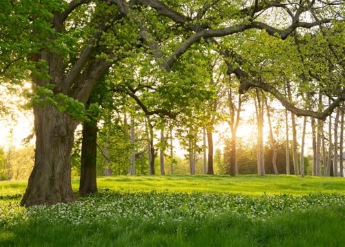 7x5ft Spring Nature Background
