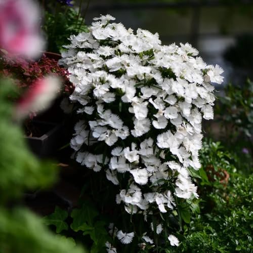 semi di garofano dolce - semi di Dianthus chinensis - selvatici vecchie varietà giardino roccioso resistenti luoghi 160pcs