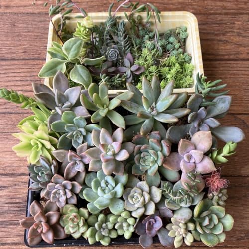 多肉植物 苗 セット 観葉植物」の人気商品一覧 | 安い商品を通販