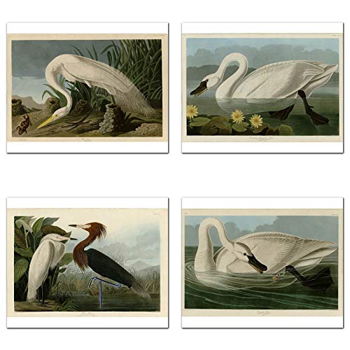 Wish Pub - Set Of 12 Unframed Bird Fine Art Prints, John James Audubon, 8X10 Inch #TOP3