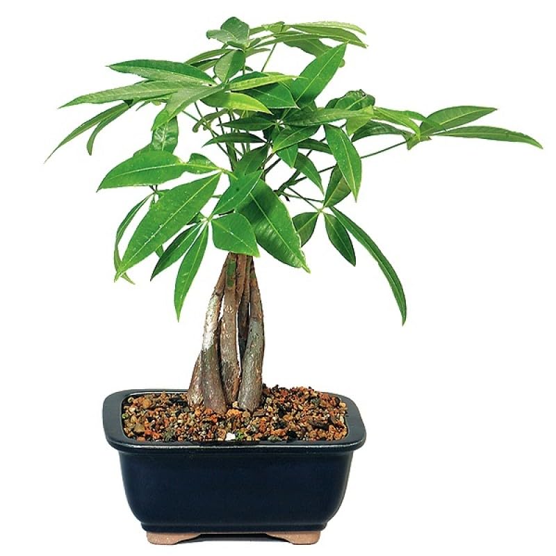 Mphmi Seedless Plant Indoor Plants Pachira, Money Tree Bonsai - 5 years (B0CVS8MPZF) Amazon Price History, Amazon Price Tracker