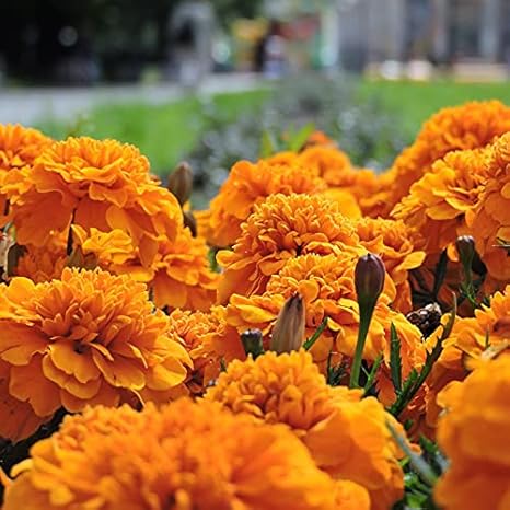 Amazon マリーゴールド マリーゴールド種 楽しい体験 家庭園芸 栽培が簡単 ガーデニング 50 個 花