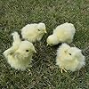 Easter Decorations for Home, 4 Pack Easter Chicks for Easter Basket with Grass, Spring Easter Baby chick for Photography, Baby Shower Kids Newborn Easter Prop,Realistic Chicken with Chrip Iron Storage #4