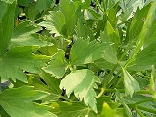Perfect Plants Lovage Herb Plant in a 9cm Pot. Ligusticum Levisticum