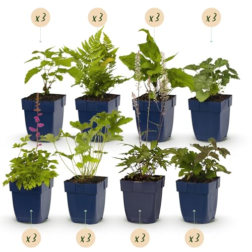 GreenboutiQ - Kit de plantes vivaces - Ombre - 24 Plantes Vivaces - Pour 3 m2 - Couleurs Variées - Peu d'Entretien - Pot de 11 cm