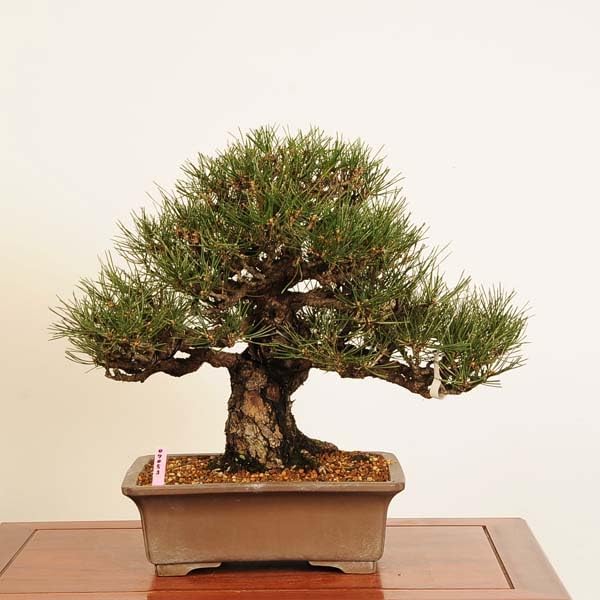 三河黒松 中品盆栽 黒松（盆栽持ち込み古い） 雨竹亭] 【樹齢約80年