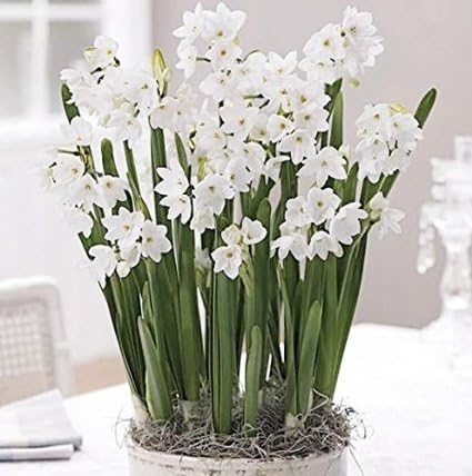 10 Ziva Paperwhites 16-17cm- Indoor Narcissus: Narcissus Tazetta: Nice, Healthy Bulbs for Holiday Forcing!!