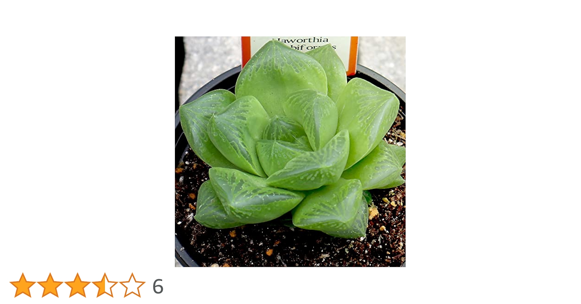 魂の植物 パッチフラワー PLANCHU 多肉植物 ハオルチア 宝草 Haworthia cuspidata