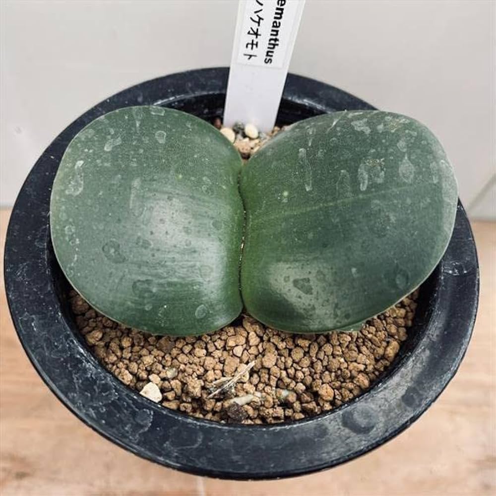 ハエマンサス 斑入り 楽天市場】【送料無料】山野草 マユハケオモト（ハエマンサス