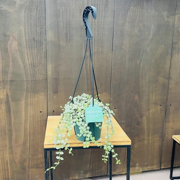 Amazon｜おしゃれ 観葉植物：ディスキディア ヌンムラリア