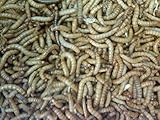 BASSETT'S CRICKET RANCH 1100 Live Mealworms