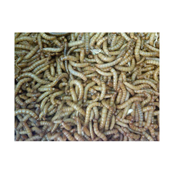 BASSETT'S CRICKET RANCH 1100 Live Mealworms Insect Gourmet Your