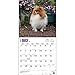 Pomeranians 2016 Calendar