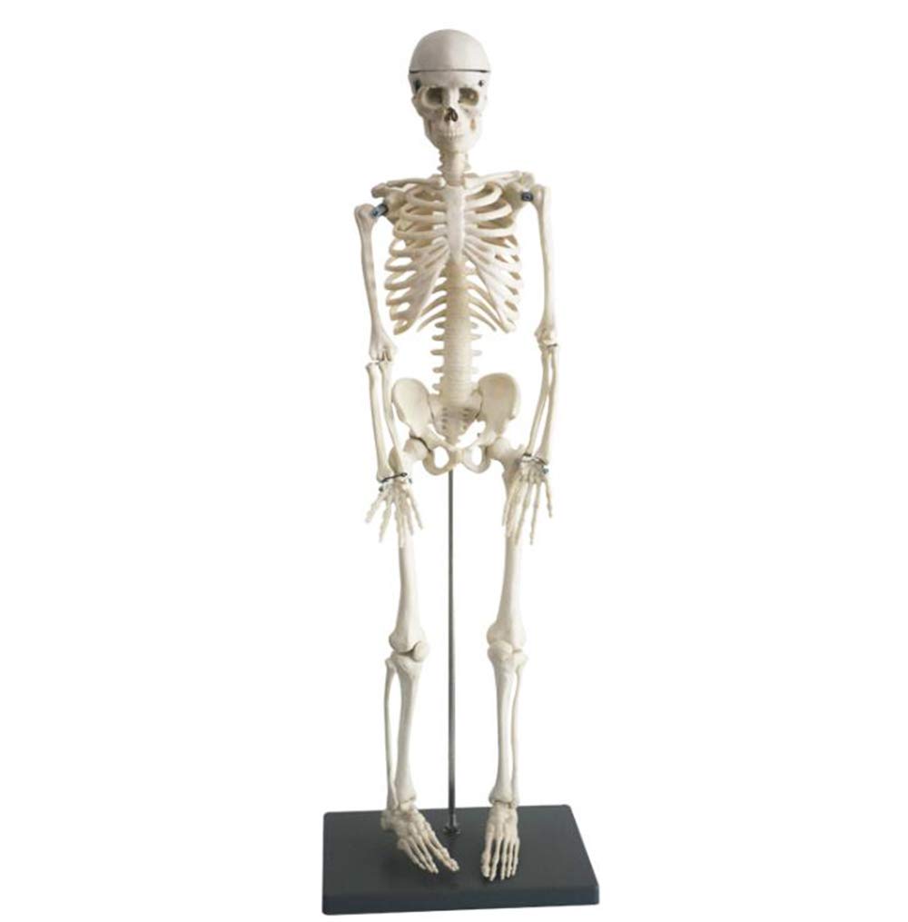 sjdoPulse Anatomy Model Human Skeleton Model - Medical Anatomical Human Skeleton Bone Model - Pvc Material Human Bone Model - for Study Teaching Medical Model (A)