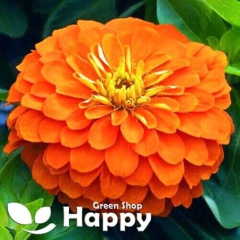 Giant Zinnia Orange King Flower Seeds Cover