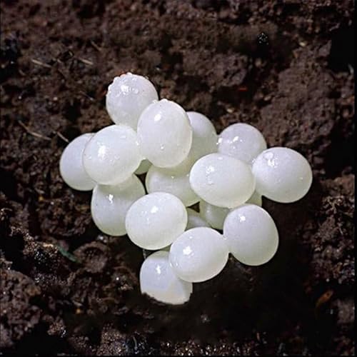 20- Snail Egg Incubation Kit + 50g Snail Feed