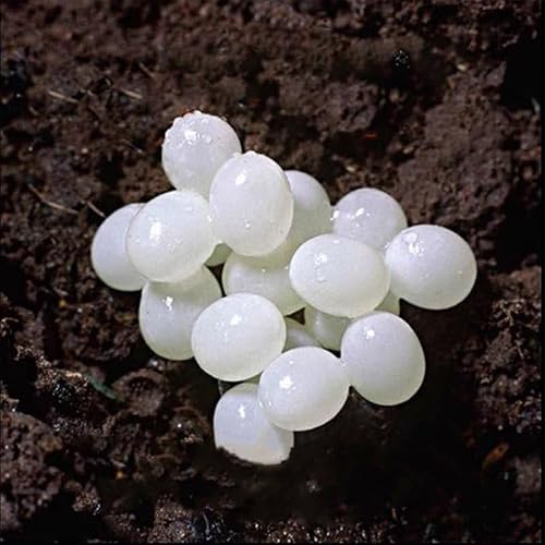 Snail Egg Incubation Kit with Feed