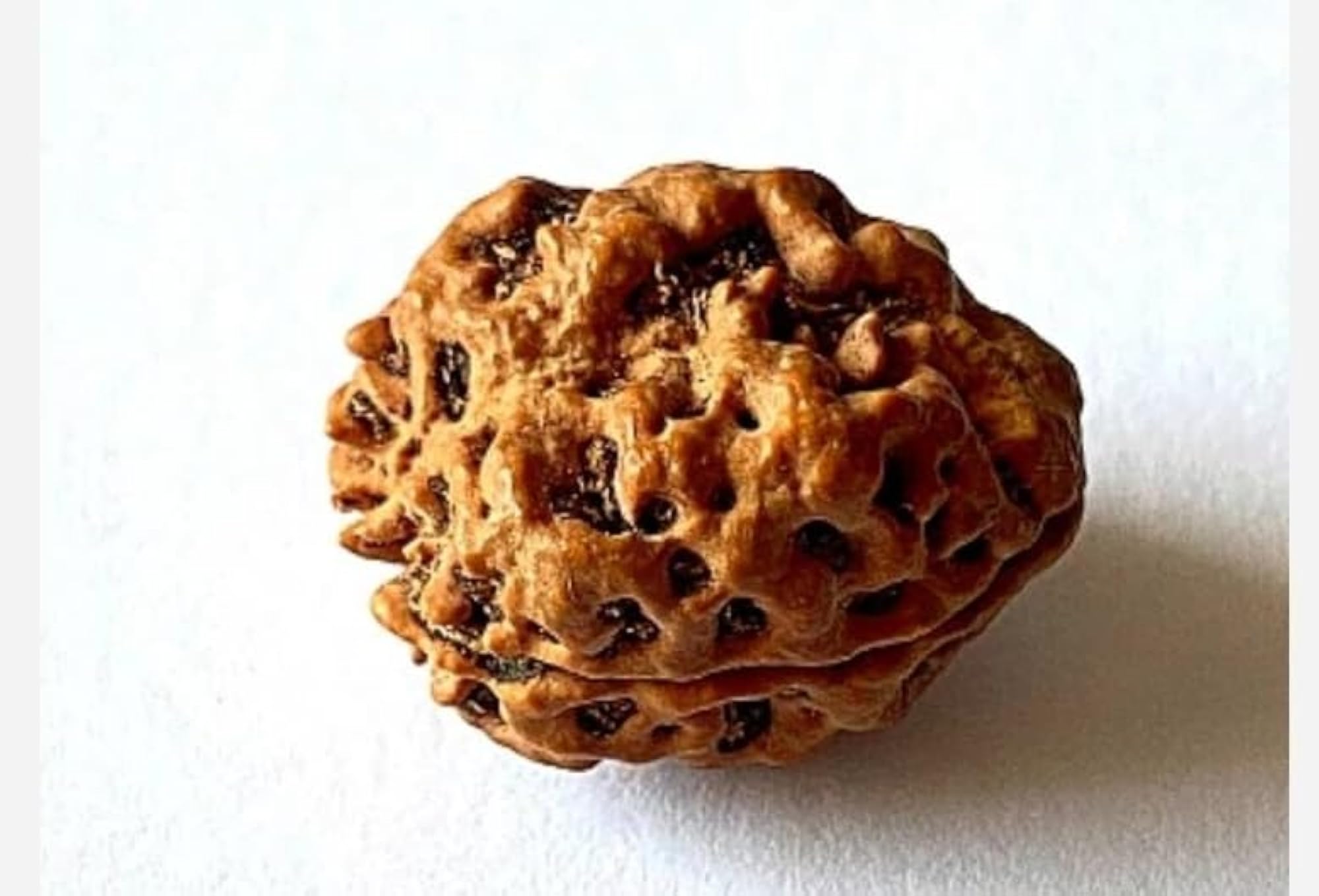 Premium 2 Mukhi Rudraksha with Brown Beads and Silver Cap