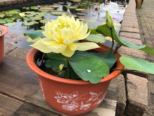 BeGrin Lotus (Yellow) Live Plant Tuber Nelumbo nucifera All Time (All SeaSon) Orginal Variety Pack of 1 Healthy Live Plant for Home Garden (B0D164Y2HL) Amazon Price History, Amazon Price Tracker