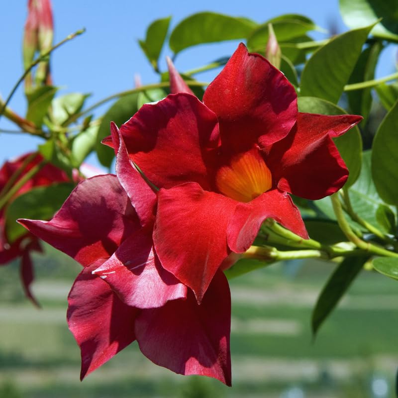 2 Mandevilla Plants Live, 10 to 20 Inc Tall Seedling, Red Mandevilla Vine Plants, Mandevilla Plant Pot, Mandevilla Live Plant, Perennial Flower Mandevilla Plant